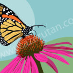 Monarch Butterfly