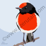 Red Capped Robin